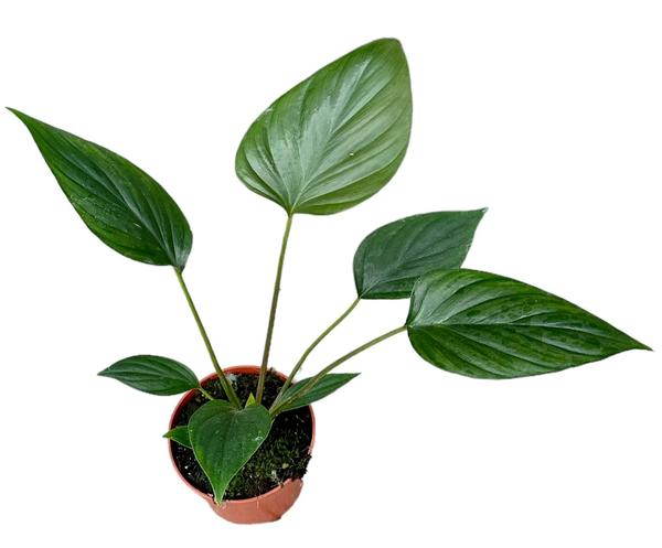 Homalomena Rubescens Black - Ø10,5cm - ↕15cm  BotanicBridge