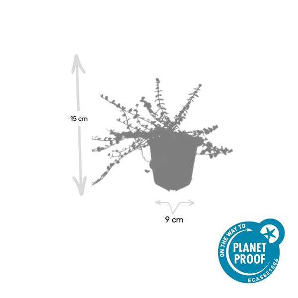 Euonymus fort. 'Minimus' - ↕10-25cm - Ø9cm - 20x  BotanicBridge