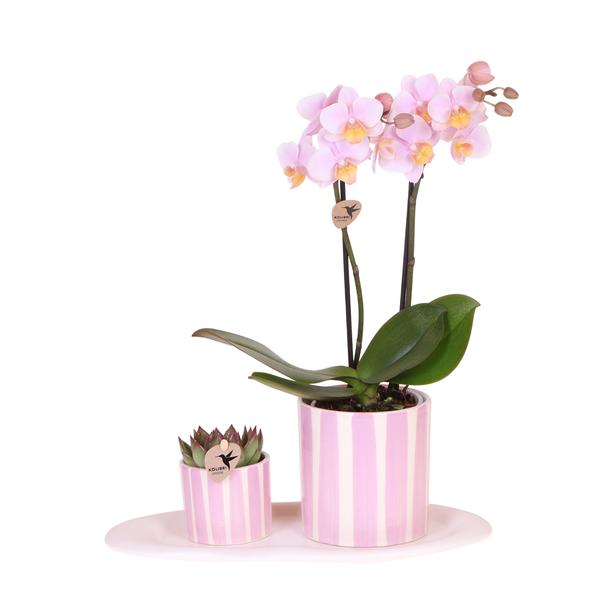 Kolibri Orchids | Gift set Mediterranean Sunset small | Groene plant met roze Phalaenopsis orchidee Andorra  in Painted Stripe sierpotten op wit organisch dienblad  BotanicBridge