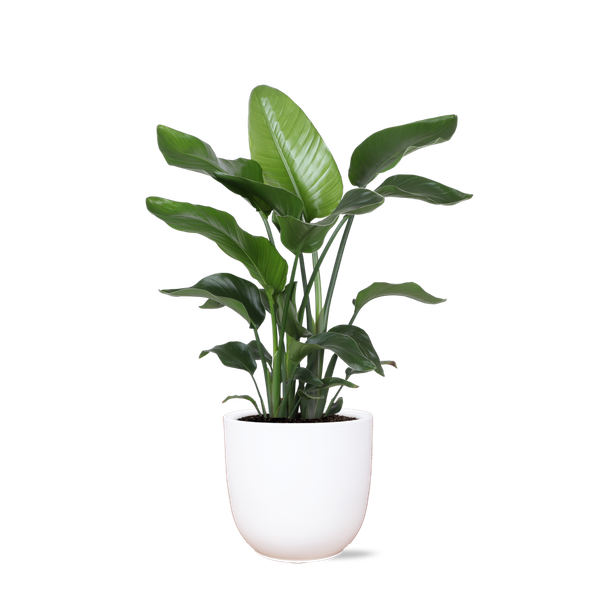 Strelitzia Nicolai - Ø21cm - ↕80cm in Boule WIT pot  BotanicBridge