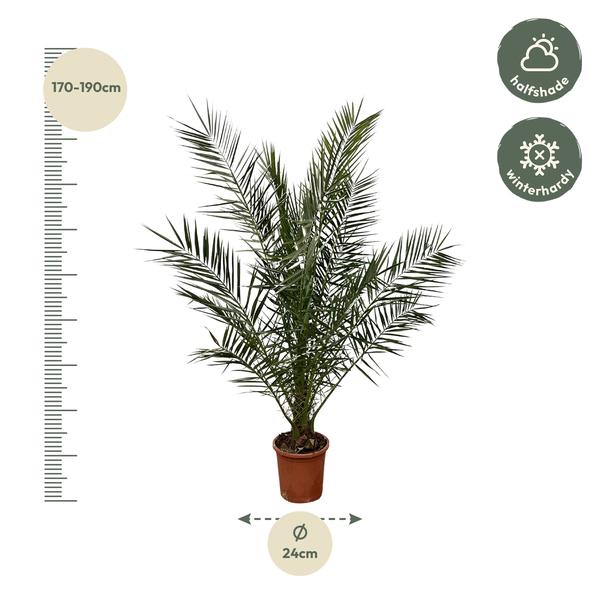 Phoenix Canariensis - 180 cm - Ø24cm  BotanicBridge