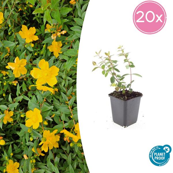 Hypericum dummeri 'Peter Dummer' - ↕10-25cm - Ø9cm - 20x  BotanicBridge