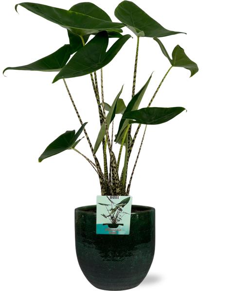 Alocasia Zebrina - Ø19cm - ↕75cm + Jolin Pot D20x18cm - Groen  BotanicBridge