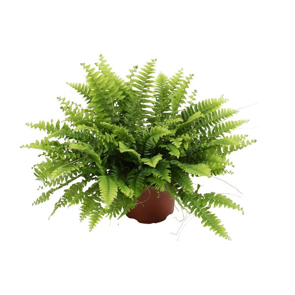 Nephrolepis Boston Green Moment - Ø12cm - ↕20cm  BotanicBridge