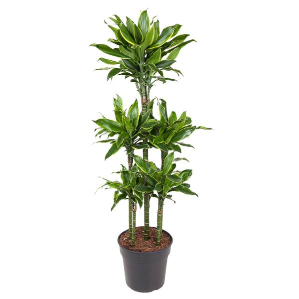 Dracaena Golden Coast Carrousel - 150 cm - ø31  BotanicBridge