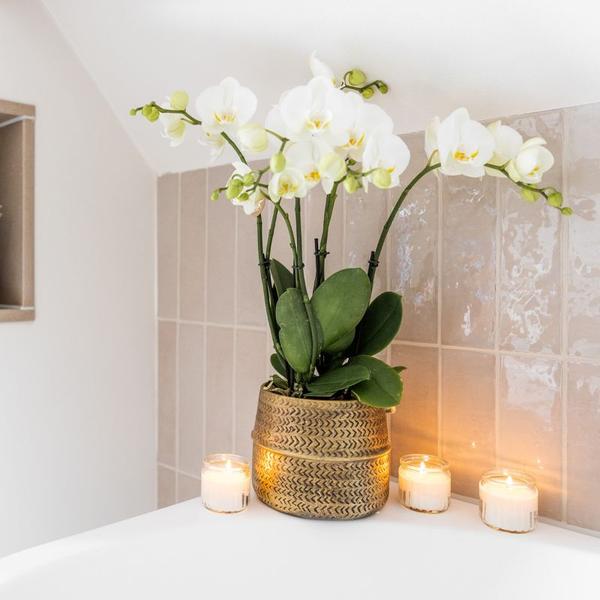 Kolibri Company | Plantenset Groove | Witte Phalaenopsis Orchidee Ghent en Succulenten incl. keramieken sierpotten  BotanicBridge