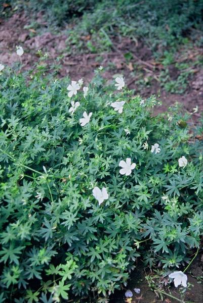 Geranium sang. 'Album' - ↕10-25cm - Ø9cm - 12x  BotanicBridge