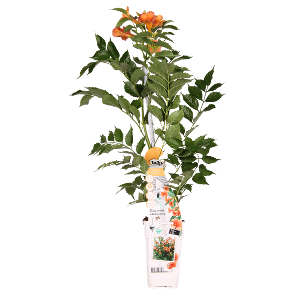 Campsis Indian Summer - Trompetbloem Oranje - Ø15cm - ↕65cm - Ø15 - ↨65cm  BotanicBridge