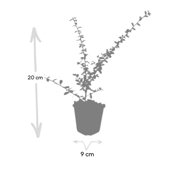 Cotoneaster suec. 'Coral Beauty' - ↕10-25cm - Ø9cm - 40x  BotanicBridge