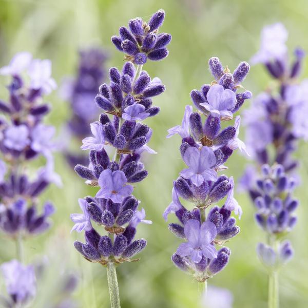 Lavandula 'Hidcote' - ↕10-25cm - Ø9cm - 12x  BotanicBridge