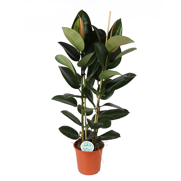 Ficus Elastica Robusta Ø24cm - ↕110cm  BotanicBridge