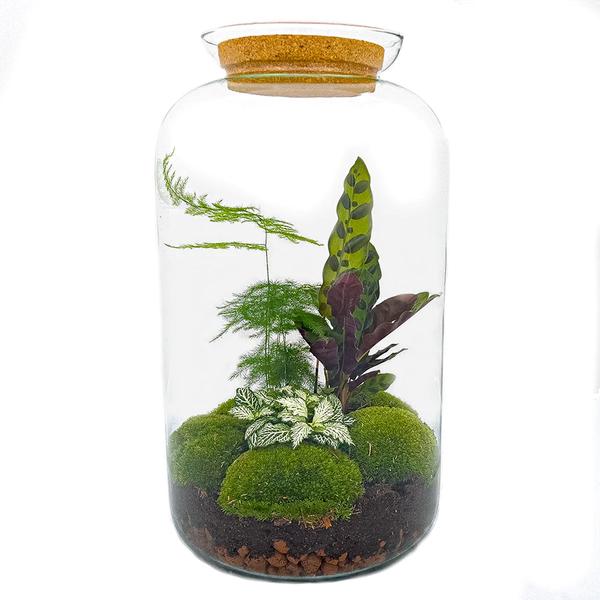 DIY terrarium - Botanical Sven XL - ↕ 43 cm - Rake + Shovel + Tweezer  BotanicBridge