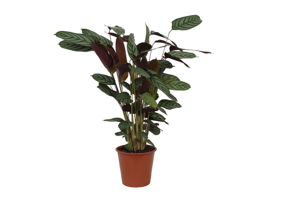 Calathea Compactstar - 80 cm - Ø19cm  BotanicBridge