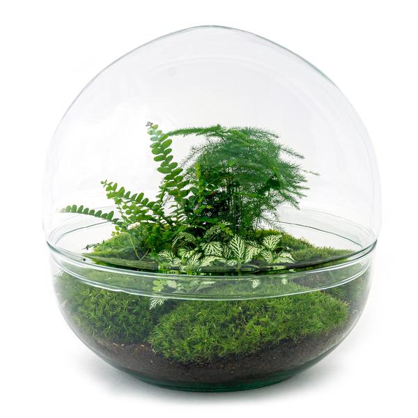 DIY terrarium - Dome XL - ↕ 30 cm - Normal  BotanicBridge