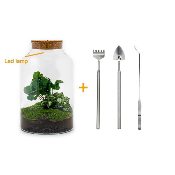 DIY terrarium - Milky Coffea met lamp - ↕ 31 cm - Rake + Shovel + Tweezer  BotanicBridge