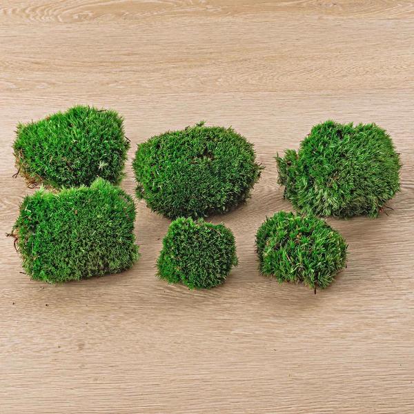 Live Cushion Moss - Premium Fresh Moss - 6 pcs (2 bags)  BotanicBridge