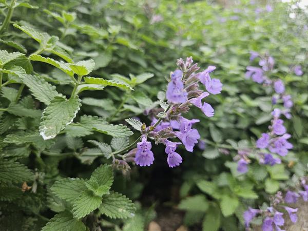 Nepeta 'Walker's Low' - ↕10-25cm - Ø9cm - 40x  BotanicBridge