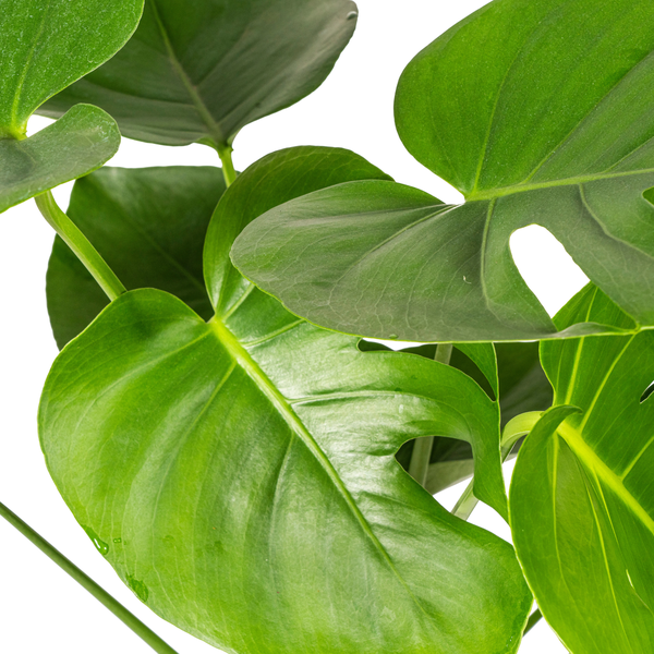 Monstera Deliciosa Tauerii Ø19cm - ↕80cm  BotanicBridge