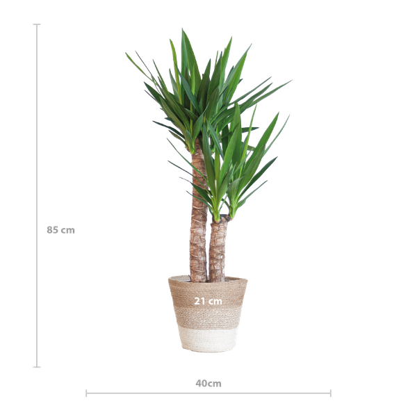 Yucca Elephantipes met Mand Lissabon wit - 90cm - Ø21  BotanicBridge