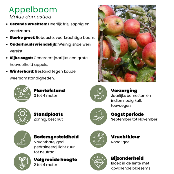 Biologische Appelboom Malus - 1 x Ø 20 cm - ↨ 60 cm  BotanicBridge