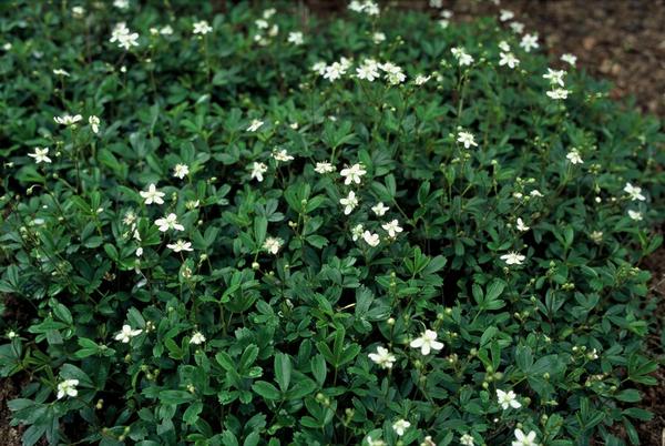 Potentilla tridentata 'Nuuk' - ↕10-25cm - Ø9cm - 6x  BotanicBridge