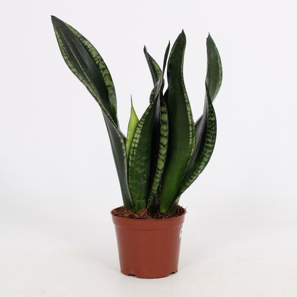 Sansevieria Whitney 12cm - Ø12cm - ↕27cm  BotanicBridge