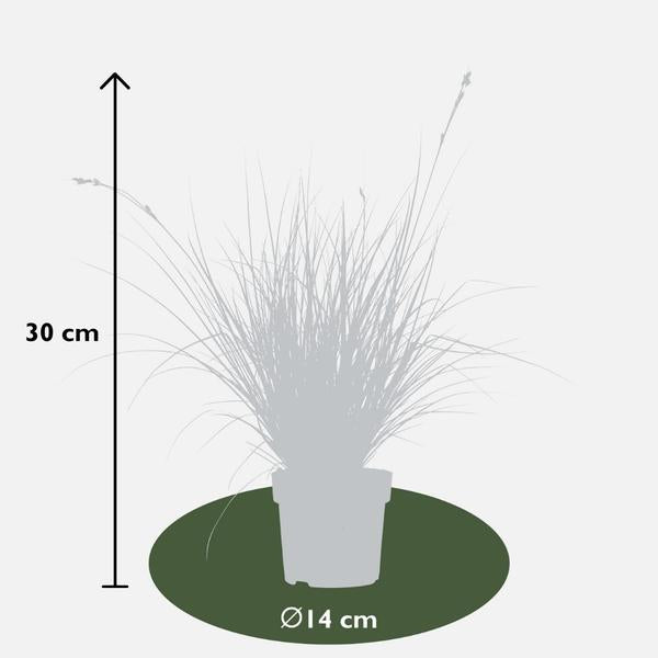 3 x Carex brunnea Variegata - Ø 14 cm - ↨ 25 cm  BotanicBridge