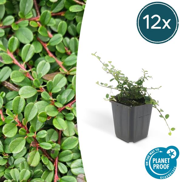 Cotoneaster pr. 'Streib's Findling' - ↕10-25cm - Ø9cm - 12x  BotanicBridge