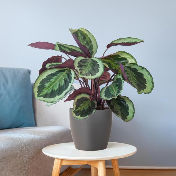 Calathea Medaillon met Viber grijs - 65cm - Ø19  BotanicBridge