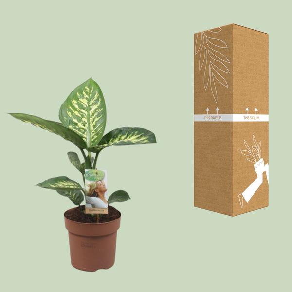 Dieffenbachia Tropic Snow - Ø17cm - ↕60cm  BotanicBridge