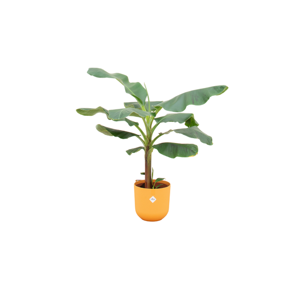 Combi deal - Bananenplant (Musa) inclusief elho Jazz Round geel Ø23 - 120 cm  BotanicBridge