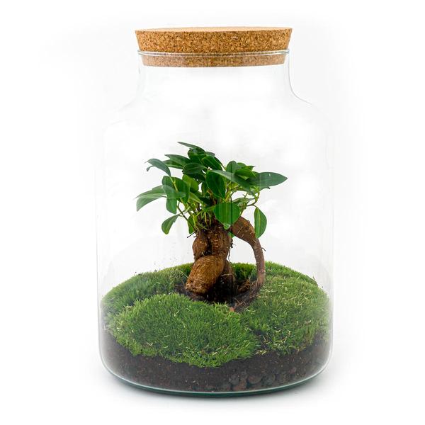 DIY terrarium - Milky met bonsai - ↕ 30 cm  - Normal  BotanicBridge