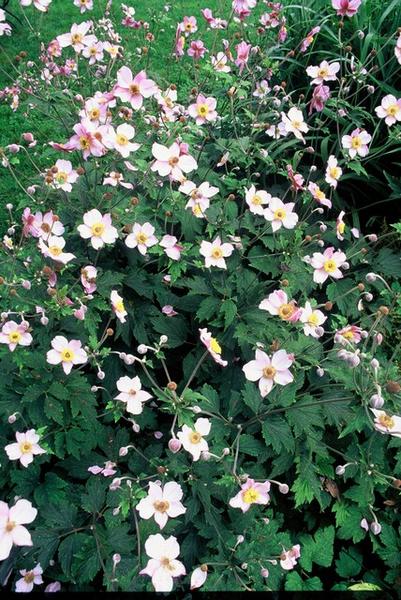 Anemone tom. 'Robustissima' - ↕10-25cm - Ø9cm - 40x  BotanicBridge