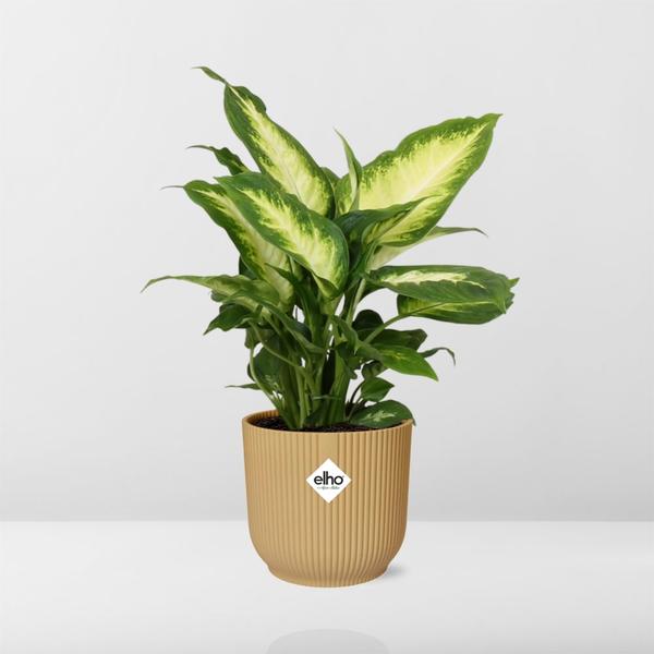 Dieffenbachia ‘Camilla’ in ELHO Vibes Fold 14cm geel  BotanicBridge