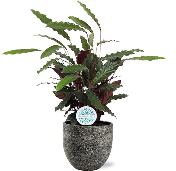 Calathea Rufibarba - Ø21cm - ↕85cm + Tim Pot D24x22cm - Zwart Wit  BotanicBridge