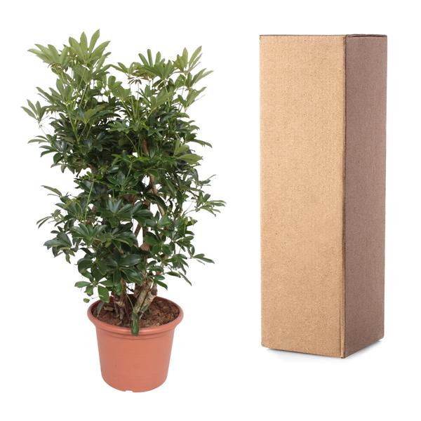 Schefflera Arboricola Compacta vertakt - 140 cm - ø40  BotanicBridge