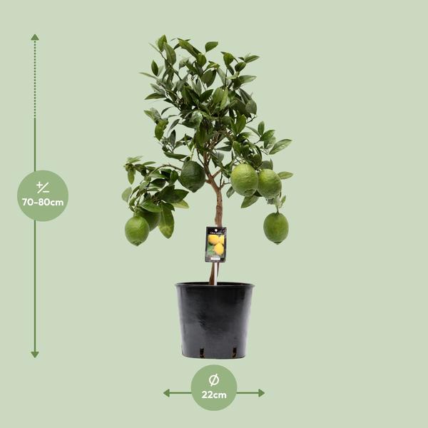 Citrus Lemon - Ø22cm - ↕80cm  BotanicBridge