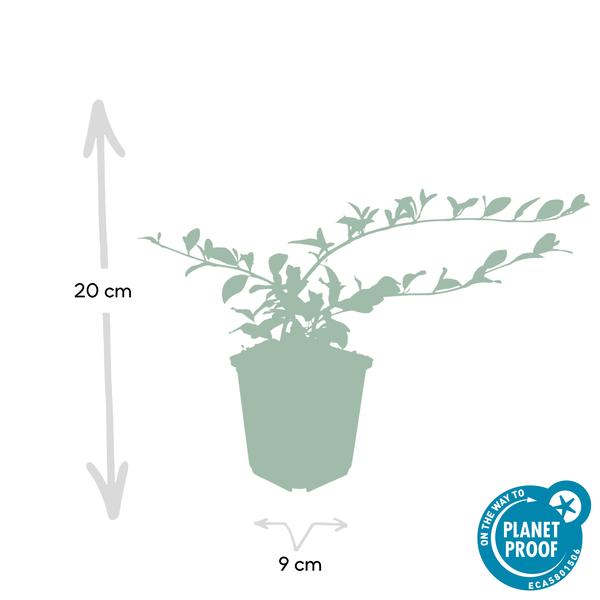 Cotoneaster dammeri - ↕10-25cm - Ø9cm - 6x  BotanicBridge