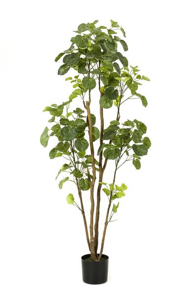 Kunstplant - Polyscias - Aralia - 160 cm  BotanicBridge