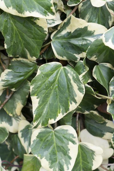 Hedera colchica 'Dentata Variegata' - Ø15cm - ↕65cm  BotanicBridge