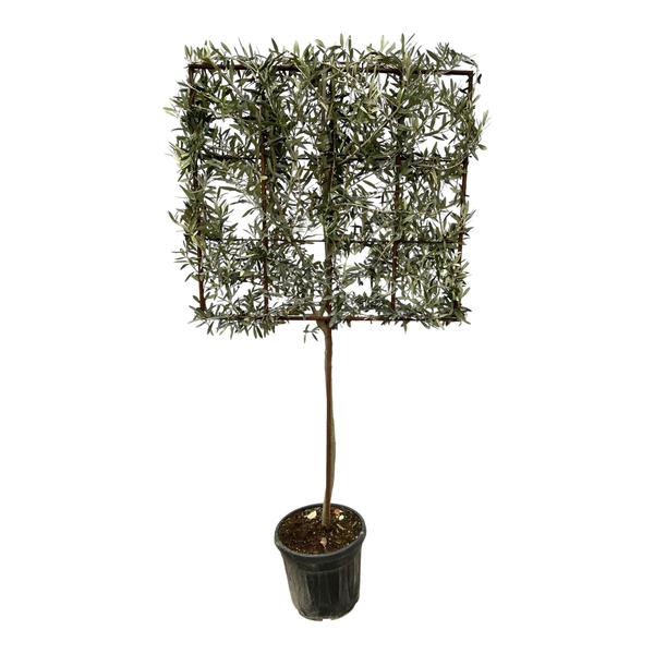 Olea Europaea boom op rek - 225 cm - Ø40cm  BotanicBridge