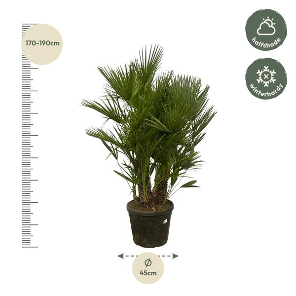 Chamaerops Humilis multi stam - 180 cm - Ø45cm  BotanicBridge