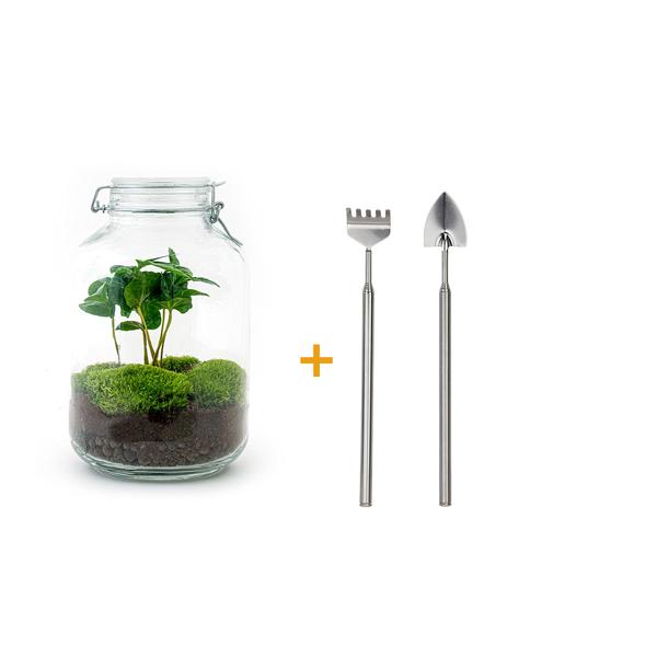 DIY terrarium - Jar - Coffea Arabica - ↕ 28 cm - Rake + Shovel  BotanicBridge