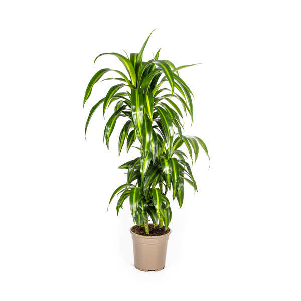 Dracaena Deremensis Hawaiian Sunshine Ø21cm - ↕100cm  BotanicBridge