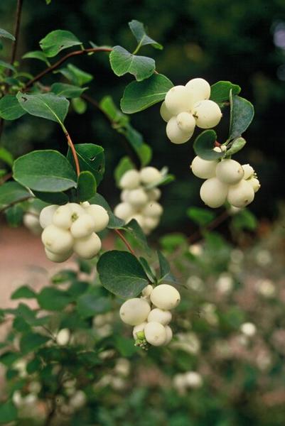 Symphoricarpos ch. 'Hancock' - ↕10-25cm - Ø9cm - 40x  BotanicBridge