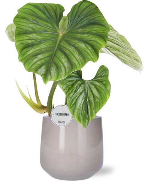 Philodendron Plowmanii - Ø15cm - ↕50cm + Puglia Pot D16,5/18x16cm - Grijs  BotanicBridge