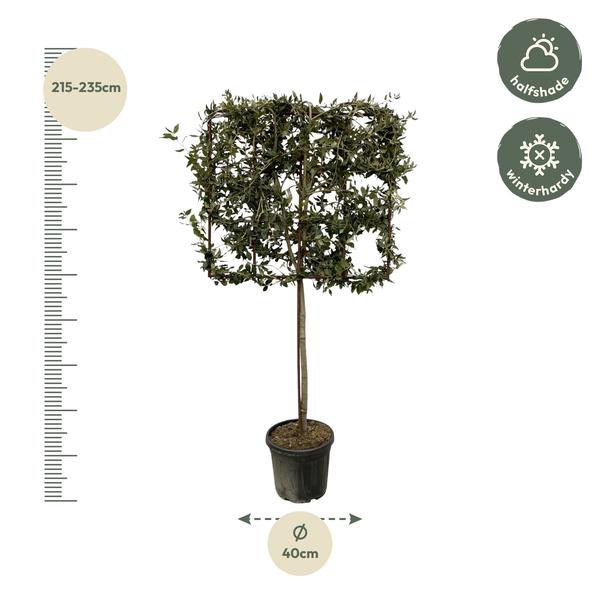 Quercus ilex boom op rek - 225 cm - Ø40cm  BotanicBridge