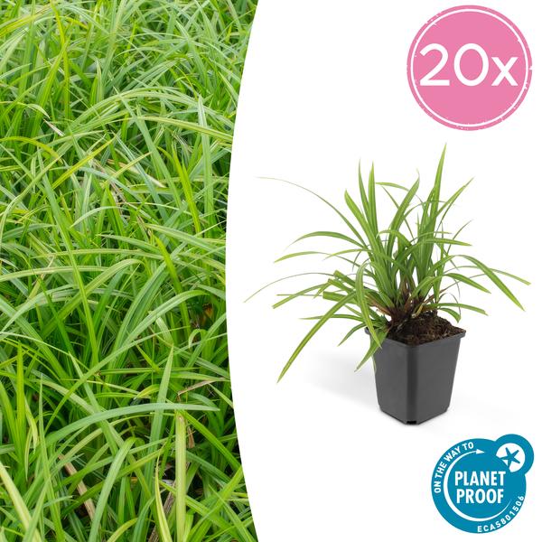 Carex morrowii 'Irish Green' - ↕10-25cm - Ø9cm - 20x  BotanicBridge