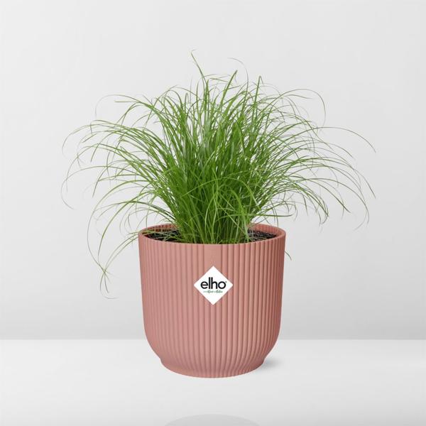 Cyperus Alternifolius Zumula in ELHO Vibes Fold 14cm roze  BotanicBridge