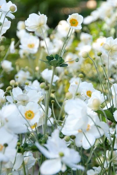 Anemone hyb. 'Honorine Jobert' - ↕10-25cm - Ø9cm - 6x  BotanicBridge